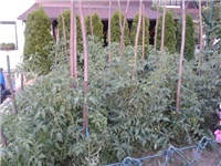 bec63249-Fotografija0209 (2).jpg